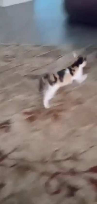 Crabby Kitty