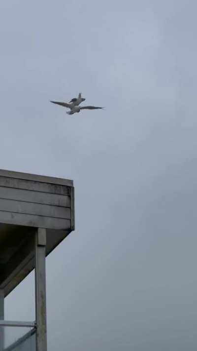 🔥 Seagull rides seagull 🔥