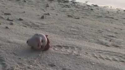 Chucky the crab