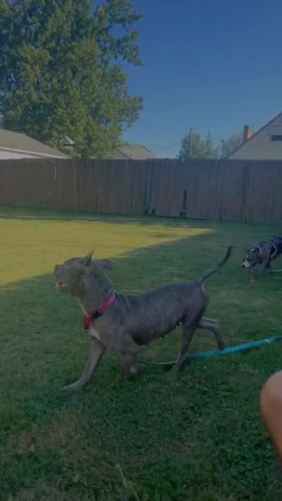 Margot the Rescue