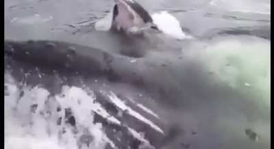 Wait for it…
