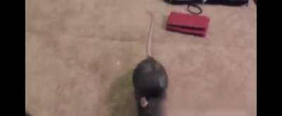 Least deviant 🐀