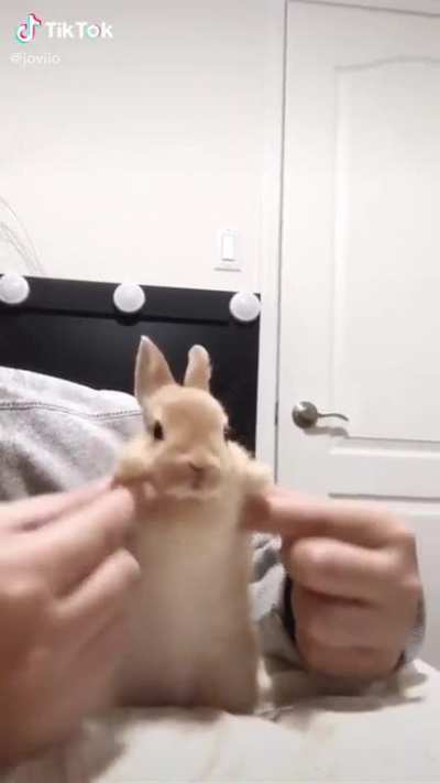 i hate this bunny