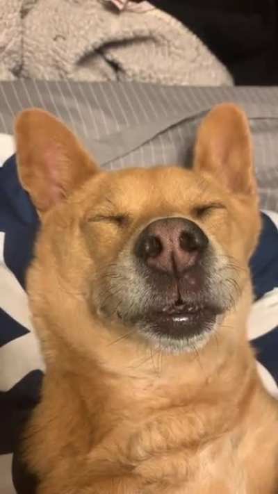 Snores and a derp face at the end
