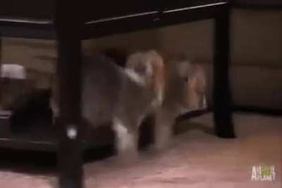 doggo doggo boink
