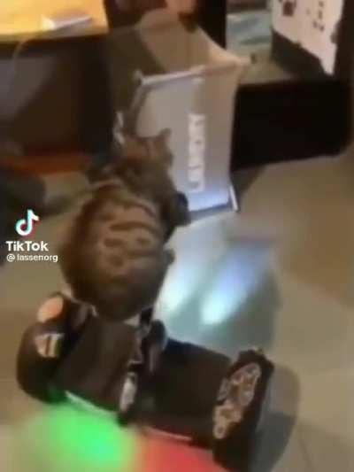 Even a cat is better than me on those things!
