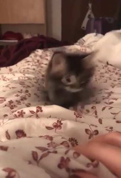 Dangerous floof