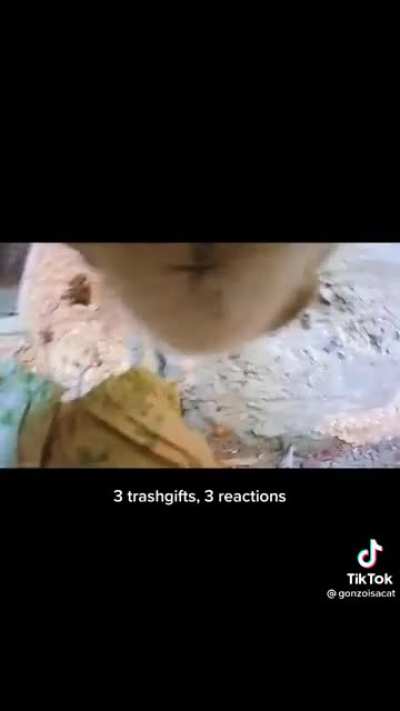 Delivery Cat