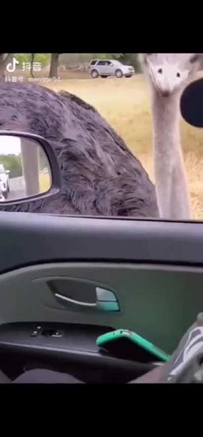 Emu feeding