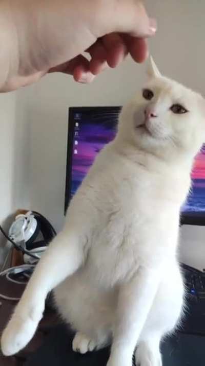 My cat hates me