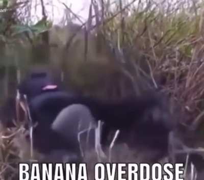 monke