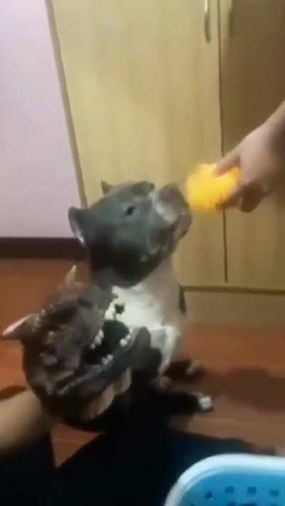smart dog