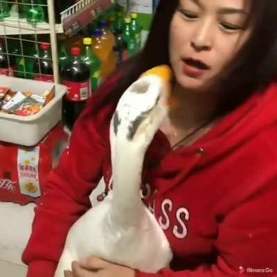 Not all geese are evil!