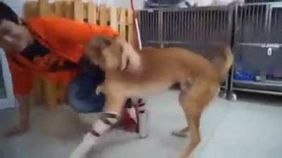 Look how happy this dog is after they put on his prosthetic legs.