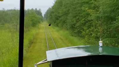 Toonnerville, trolley.