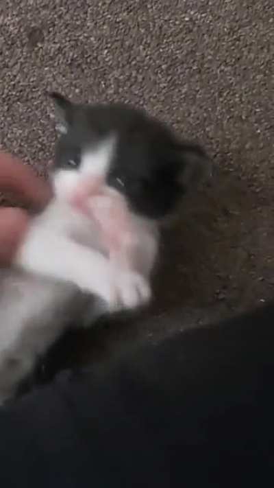 Warning - Really really really super uber cute video.
