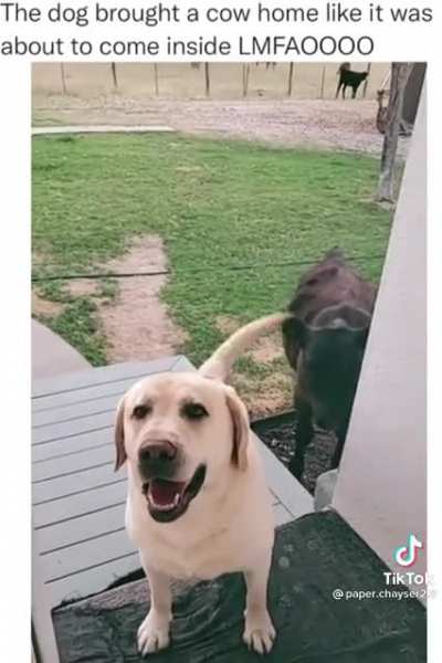 Dog brings home a friend.