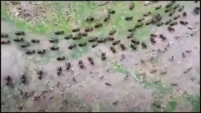 Truce between termites(top) and ants(bottom) with each side having their own line of guards.