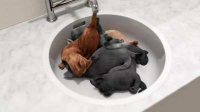 Cats are a liquid, right?