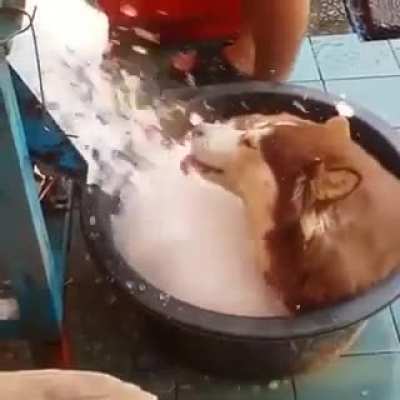 Thought it was water on a doggie