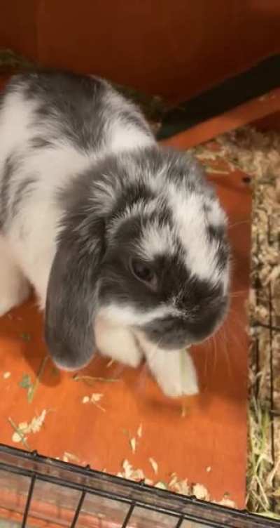 Nomnom 🐰