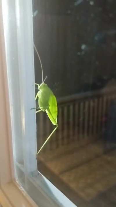Just an ordinary bug. (Sound on)
