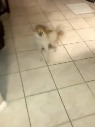 Her dog didn’t recognize her with a face mask