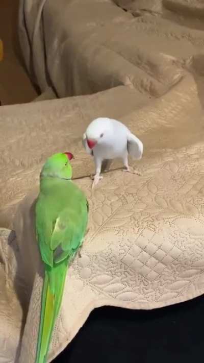 That Stare 🤣