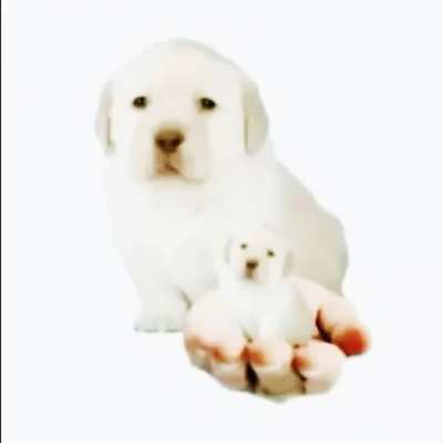 everybody loves puppies