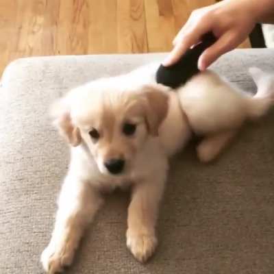 Brushy brushy
