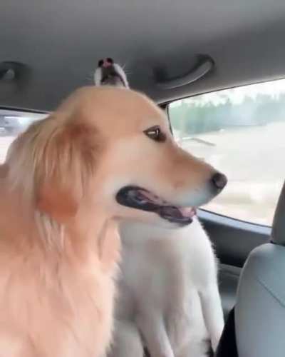 That golden retriever is vibing though