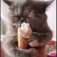 [Volume ON] Nyom nyom nyom nyom