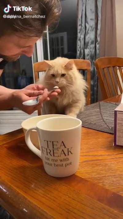 Best cat brain freeze on the internet 🤣