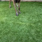 Great Derp