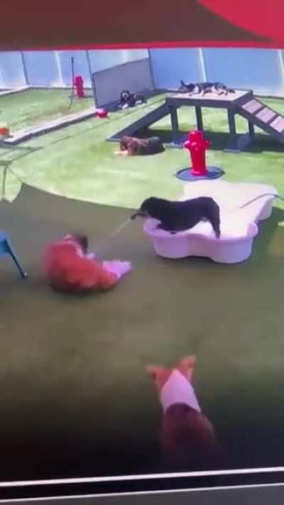 Bulldog uses Hose to spray daycare buddy