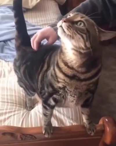 Strange Cat