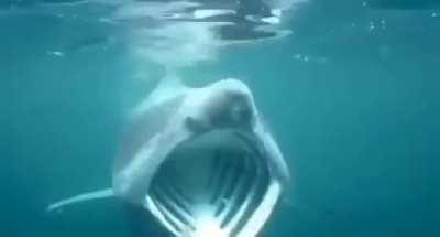 shork hug