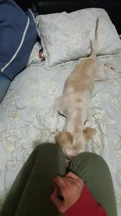My dog bit me
