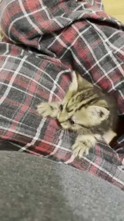 Vicious hit and run by dangerous criminal