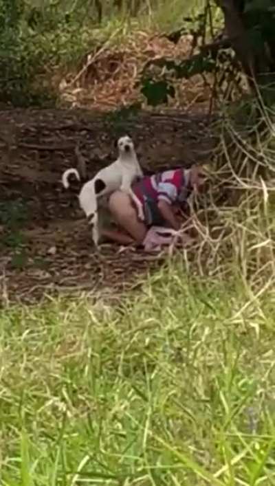 Dog - 