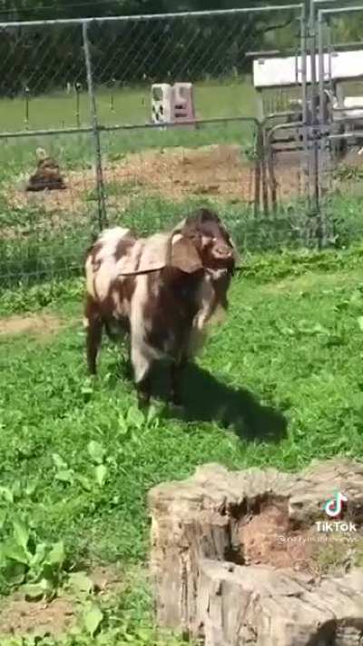 Goat