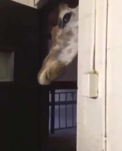 He watches