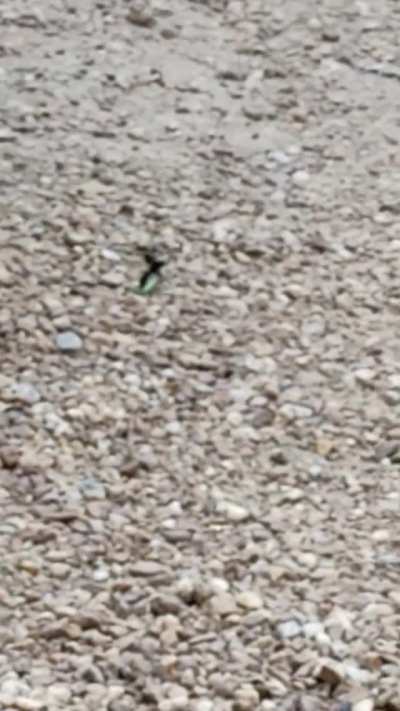 Wasp carrying giant rock, to get killed by a bird