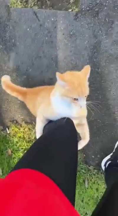 Chonker with a temper