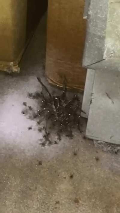 Nano spiders