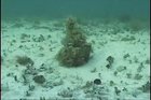 🔥 Expert Octopus Camouflage: Video Captured by Marine Biologist Roger Hanlon