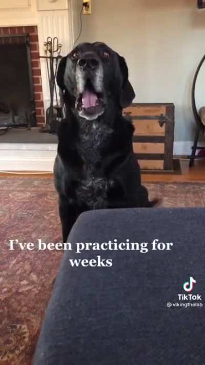 Dogs can like music too