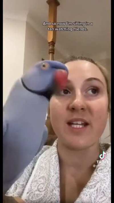 *loud bird noises*
