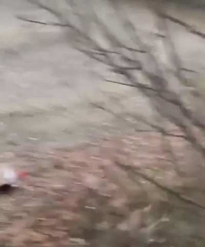 Poor deer:(