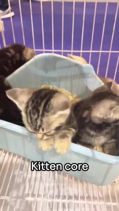 KITTEN CORE